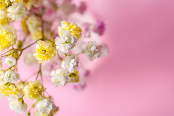 Beautiful dyed gypsophila flowers on pink background, closeup. Space for text