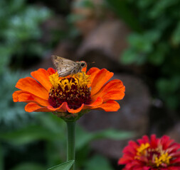 Obraz premium butterfly on flower