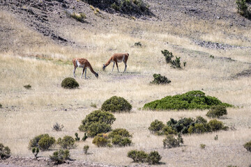 Two guanacos grazing in a meadow in Camarones, Chubut province, Patagonia Argentina.