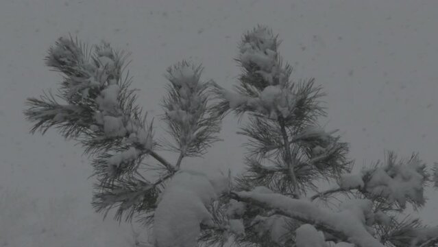 4K Slow Motion of Snow falling on a pine tree. Colorado Rocking Mountains