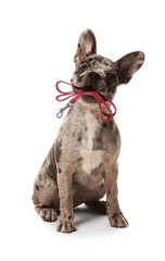Adorable French bulldog holding leash in mouth on white background