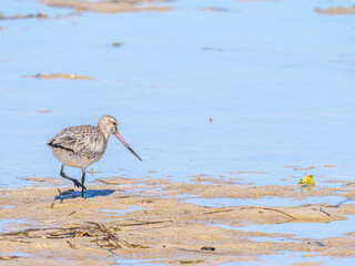Curlew Heading To Water