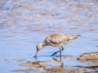 Feeding In The Mud