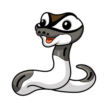 Cute axanthic pied ball python cartoon