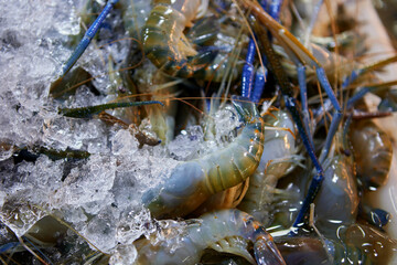 Fresh shrimp on ice at seafood market