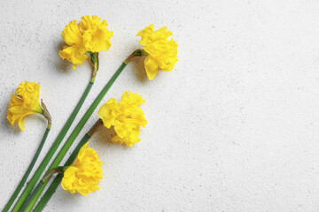 Beautiful narcissus flowers on light background