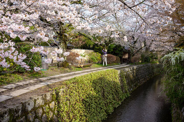 A Japanese woman from behind is taking photos of the blooming sakura cherry blossoms. It's a sunny spring morning on the Philosopher's Path in Kyoto Japan.
