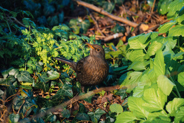 female blackbird