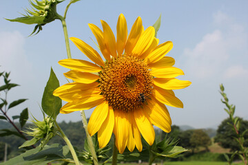 Photo of the sunflower with bee