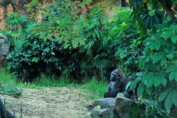 上野動物園、上野、東京、日本、2019、10月、動物、動物園、Zoo、野外、展示、生き物、ゴリラ、ワオキツネザル、フラミンゴ、白クマ、シロクマ、猿、さる、サル、猿山、さる山、空、青空、