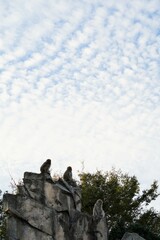Fototapeta premium 上野動物園、上野、東京、日本、2019、10月、動物、動物園、Zoo、野外、展示、生き物、ゴリラ、ワオキツネザル、フラミンゴ、白クマ、シロクマ、猿、さる、サル、猿山、さる山、空、青空、
