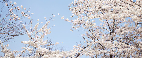 branch of blooming cherry blossom flower with copy space
