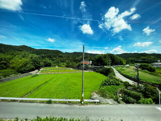 飛行機雲のある夏の田舎の田んぼ