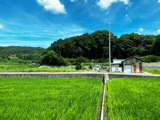 夏の田舎の田んぼ