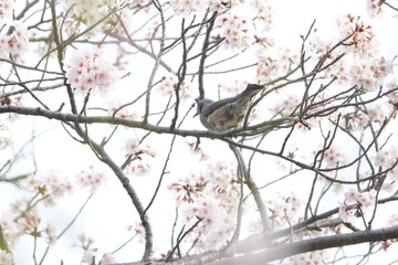 bulbul on a cherry tree