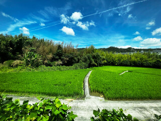 飛行機雲のある夏の田舎の田んぼ