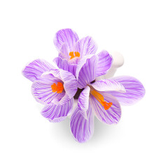 Fototapeta premium Beautiful Saffron flowers isolated on white background