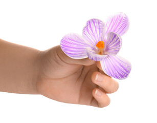 Woman holding beautiful Saffron flower on white background