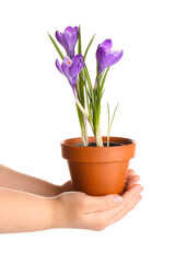 Woman holding pot with beautiful Saffron flowers on white background