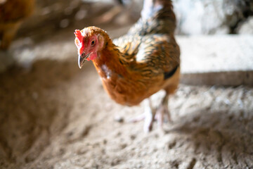 Ayam Kampung is a type of chicken originating from Indonesia and Malaysia