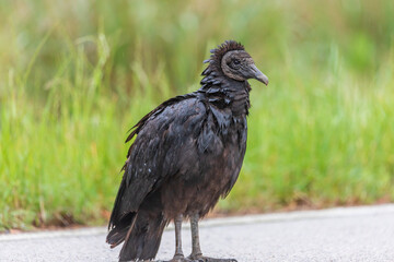 The black vulture, also known as the American black vulture, Mexican vulture, zopilote, urubu, or gallinazo, is a bird in the New World vulture family whose range extends from the northeastern United 