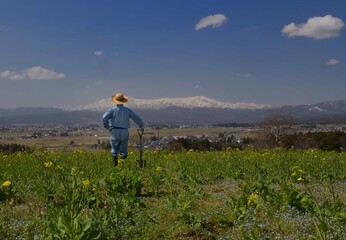 菜の花の畑で作業をする男性