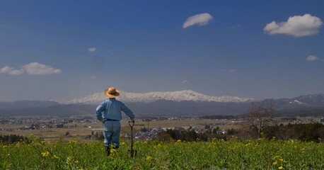 菜の花の畑で作業をする男性