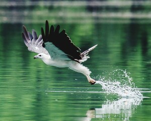 White bellied sea eagle in flight