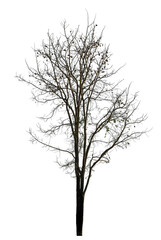 tree isolated on transparent background with clipping path.
