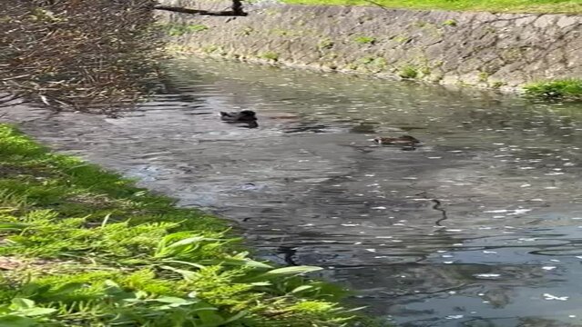 ducks on the water