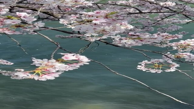 blossom in spring
