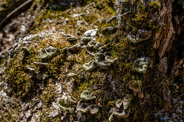 forest
