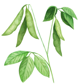 Soy plant with green pods. Watercolor hand drawn illustration.