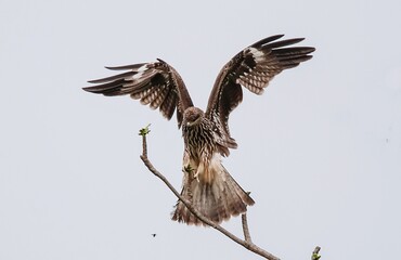 Black eagle in flight