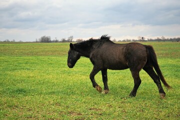 horse in the field