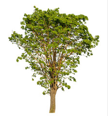 Obraz premium Green tree isolated on transparent background with clipping path, single tree with clipping path and alpha channel.