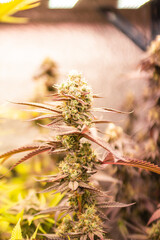 Cannabis Weed Marijuana indoor farm Growing leaf and flower