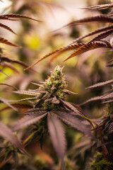 Cannabis Weed Marijuana indoor farm Growing leaf and flower