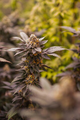 Cannabis, Weed, Marijuana plants growing in indoor farm
