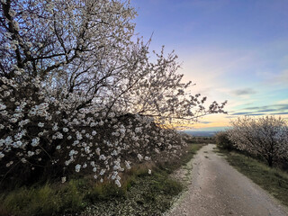tree by the road in the countryside
