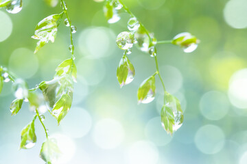草に水滴