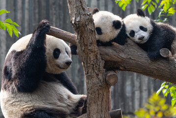 giant panda bear family © nao