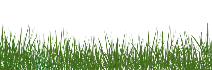 digitally rendered green grass isolated on white.
