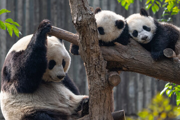 Mother panda guards two sleeping cubs The Warm Life of a Panda Family © nao