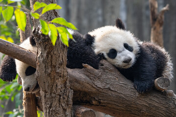 Two cute sleeping panda babies