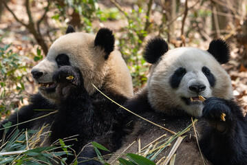 giant panda eating bamboo