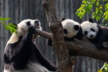 A panda mother guards two sleeping cubs