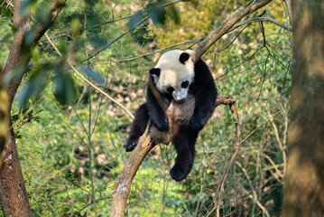 cute giant panda sleeping on a tree outdoor in the spring woods © nao