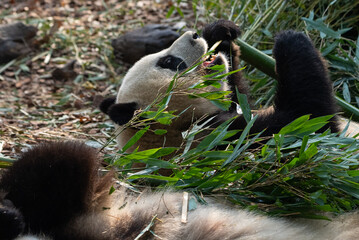 Cute giant panda sleeping on the ground lazily eating bamboo