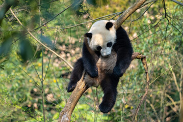 cute giant panda sleeping on a tree outdoor in the spring woods © nao